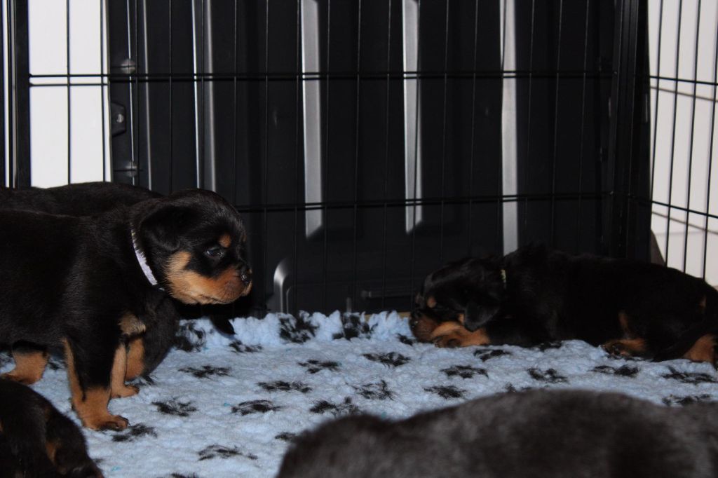 chiot Rottweiler Des Guerriers De Leia