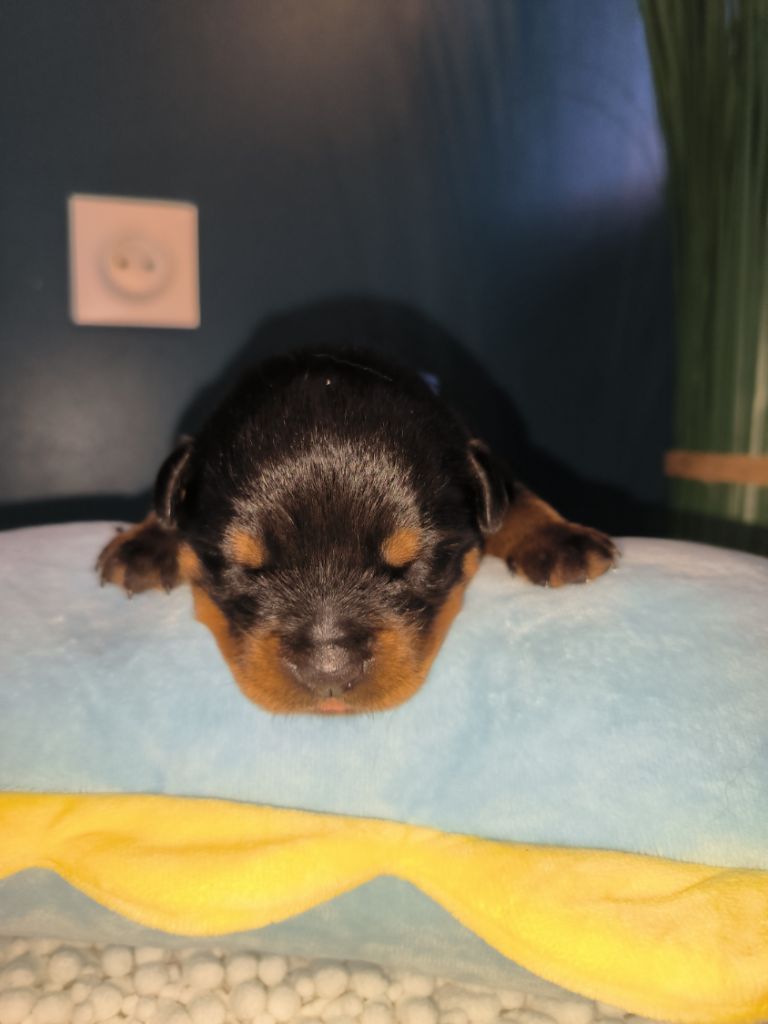 Des Guerriers De Leia - Chiot disponible  - Rottweiler