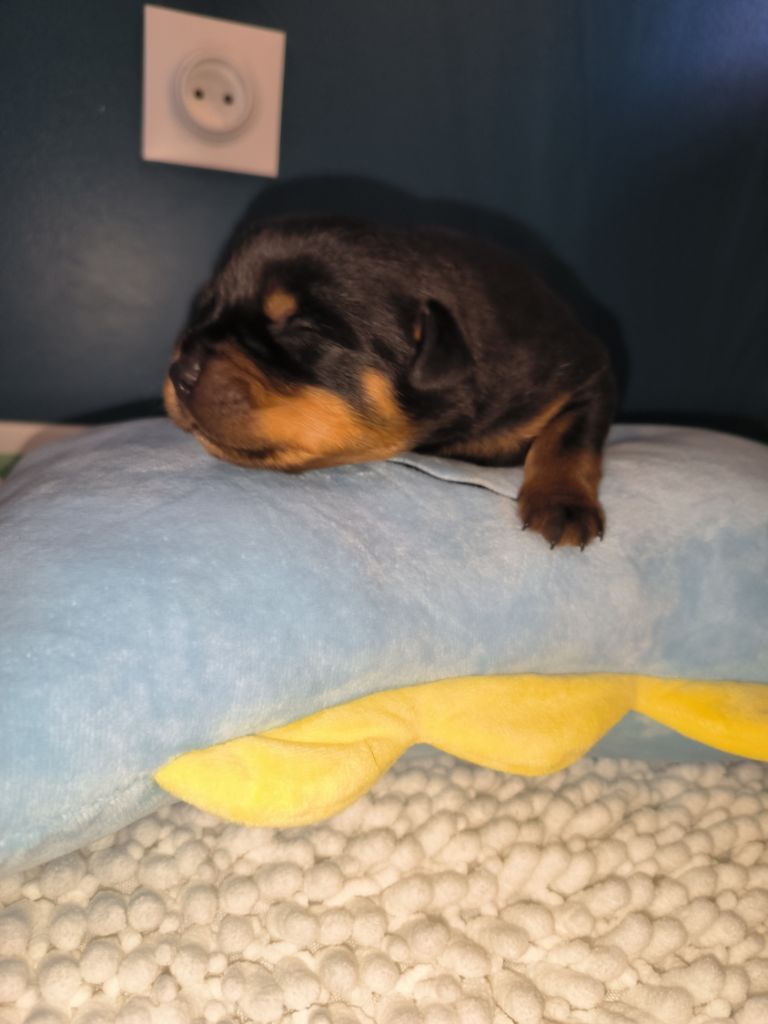 Des Guerriers De Leia - Chiot disponible  - Rottweiler