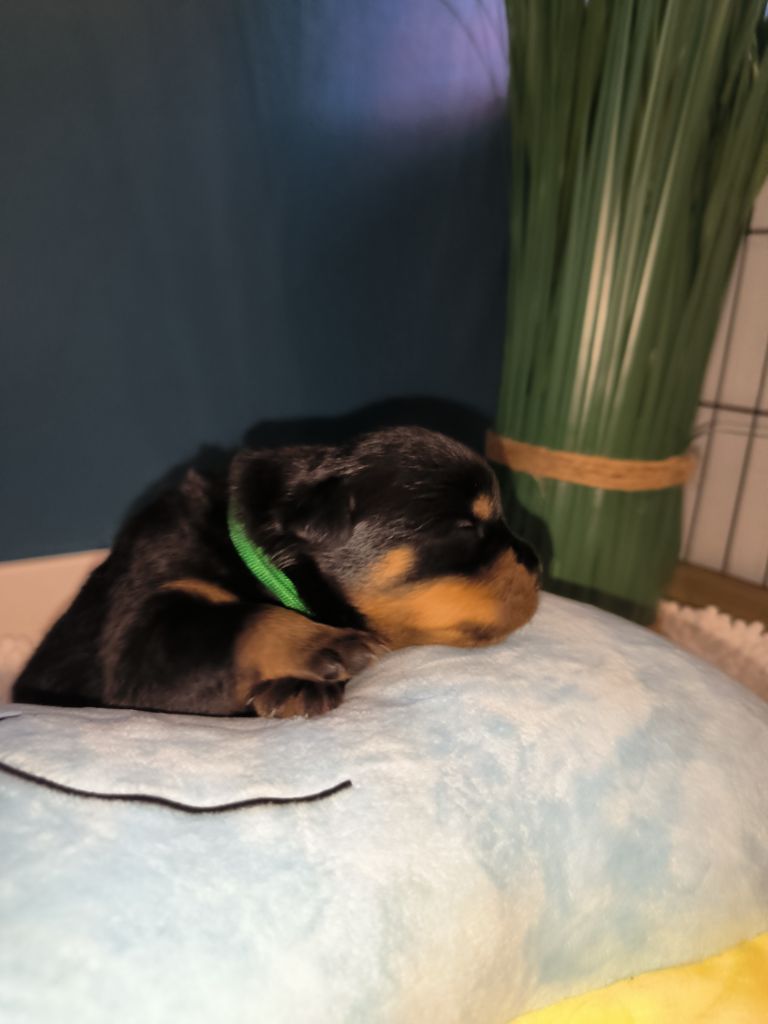 Des Guerriers De Leia - Chiot disponible  - Rottweiler