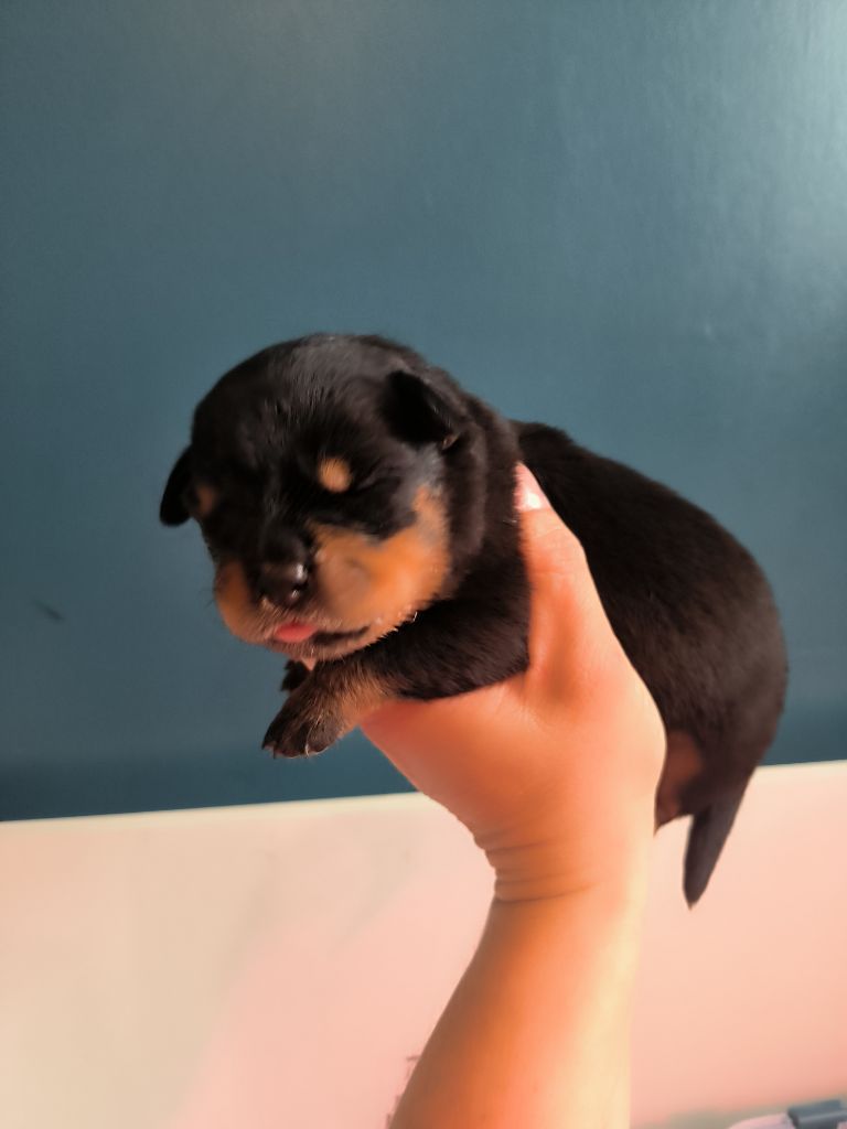 Des Guerriers De Leia - Chiot disponible  - Rottweiler