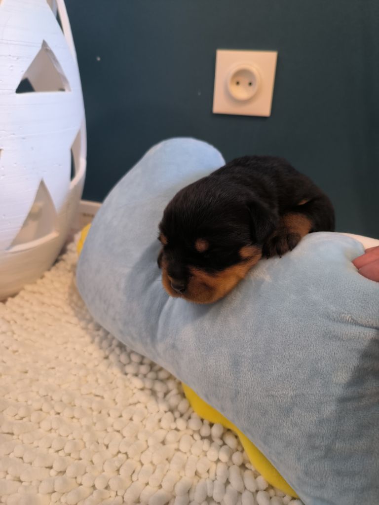 Des Guerriers De Leia - Chiot disponible  - Rottweiler