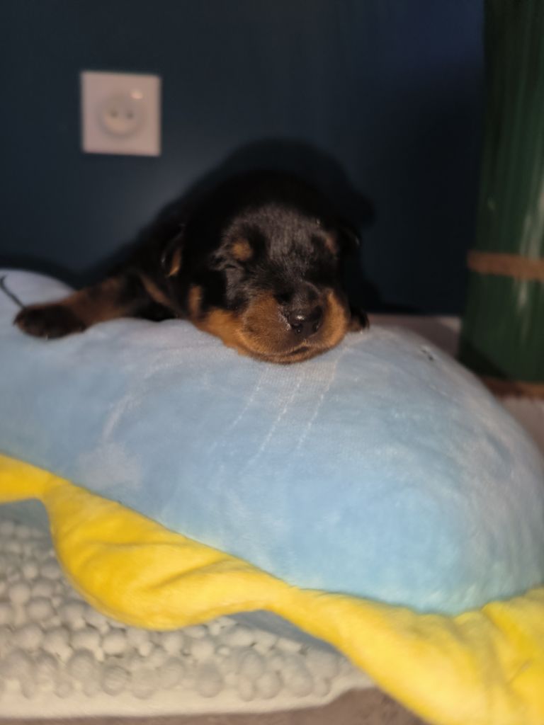 Des Guerriers De Leia - Chiot disponible  - Rottweiler