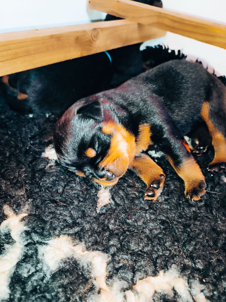 Des Guerriers De Leia - Chiot disponible  - Rottweiler