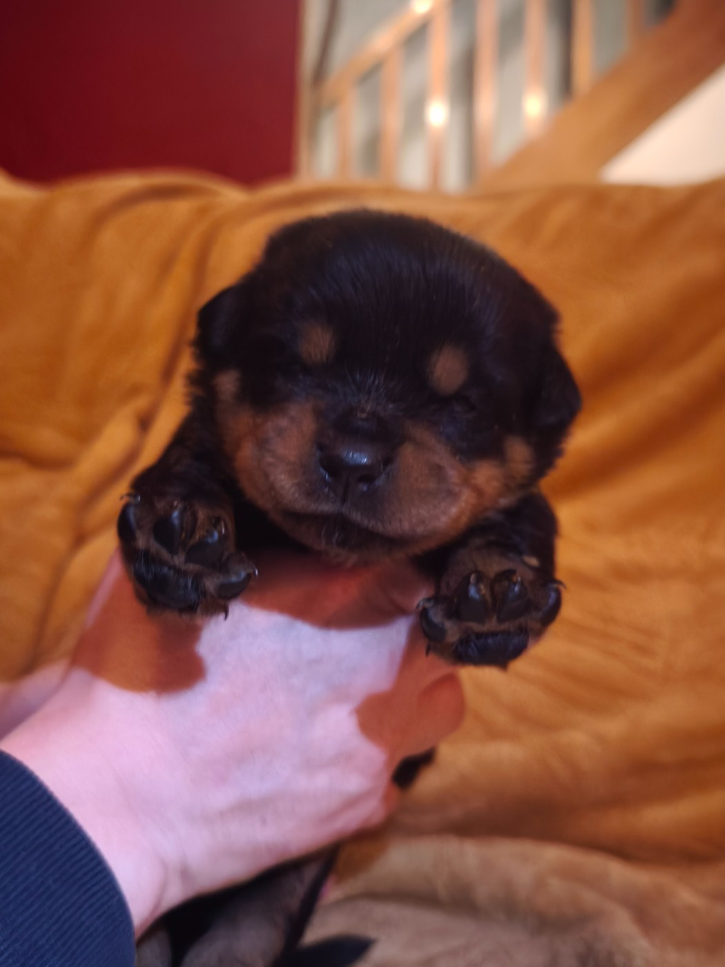 Des Guerriers De Leia - Chiots disponibles - Rottweiler