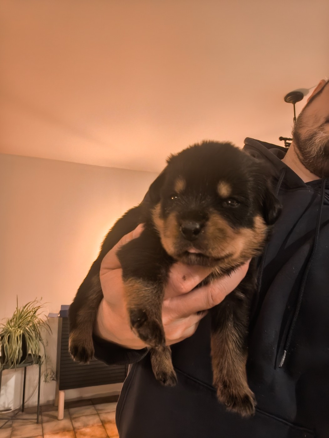Des Guerriers De Leia - Chiots disponibles - Rottweiler