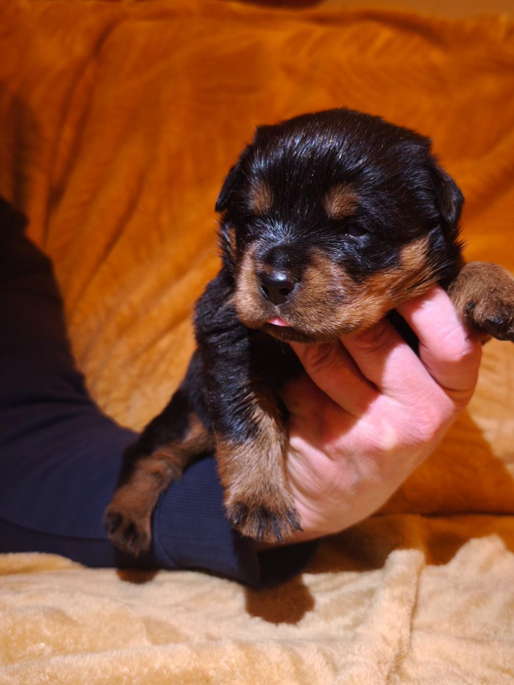 Des Guerriers De Leia - Chiots disponibles - Rottweiler