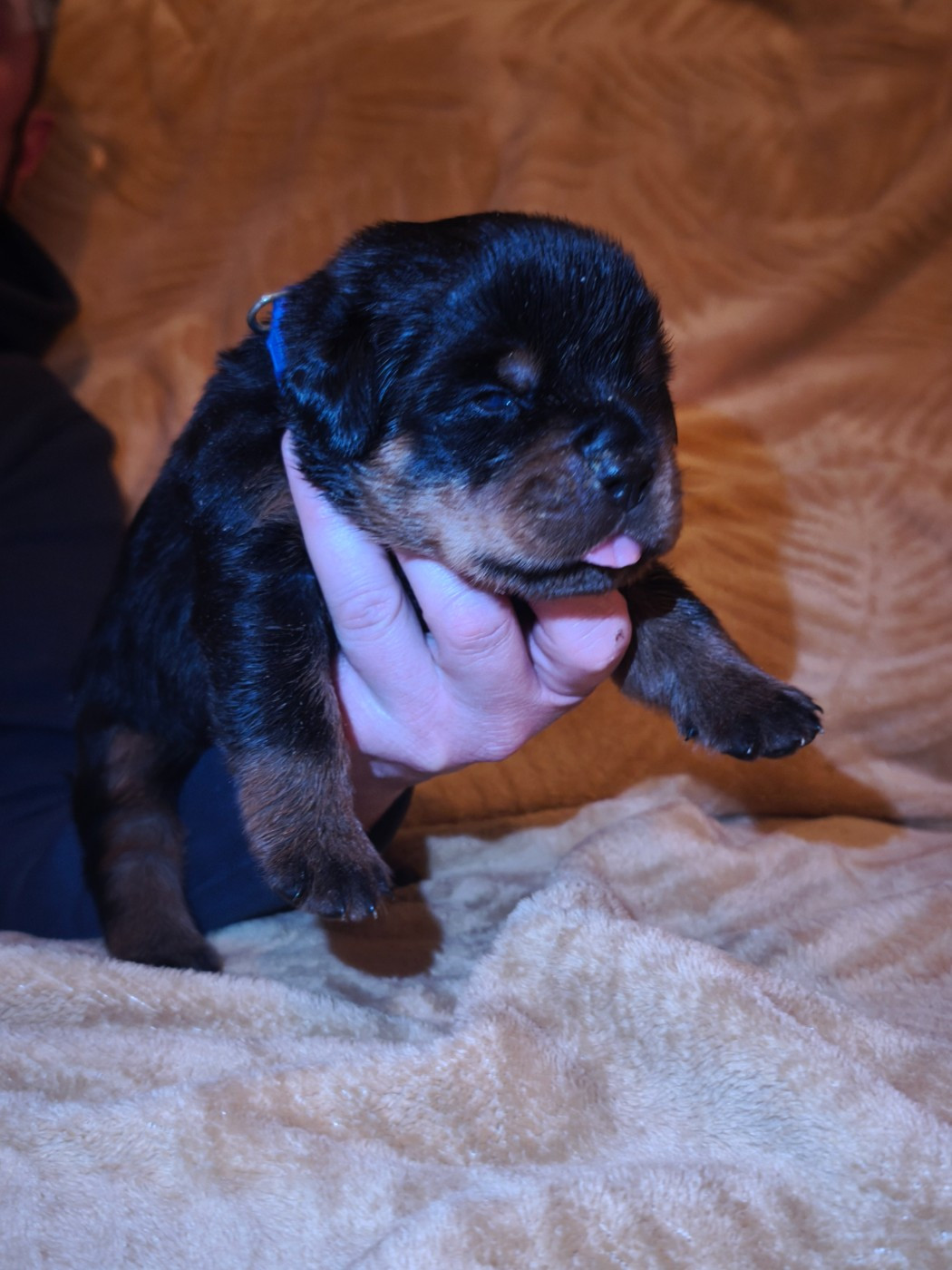 Des Guerriers De Leia - Chiots disponibles - Rottweiler