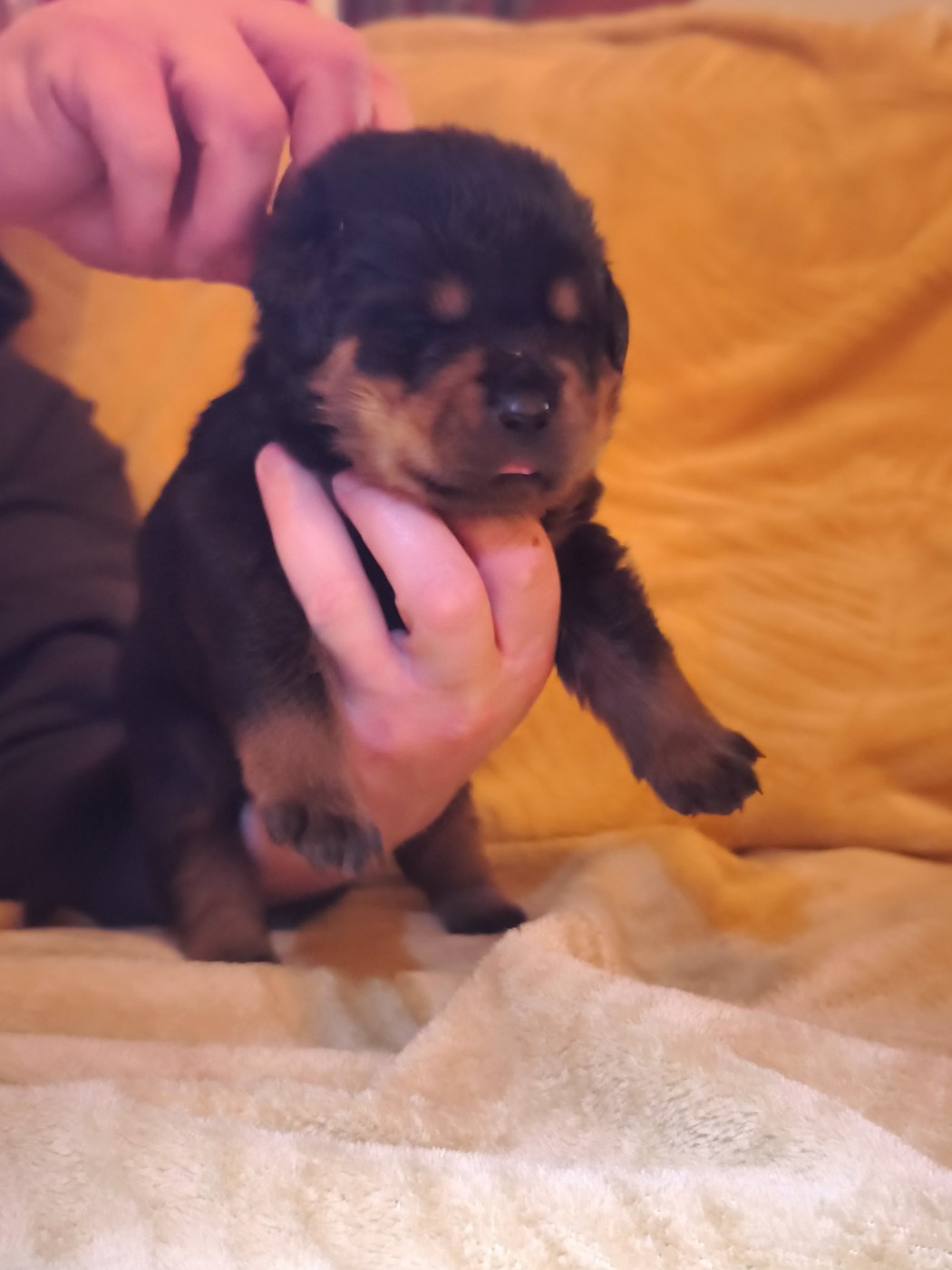 Des Guerriers De Leia - Chiots disponibles - Rottweiler