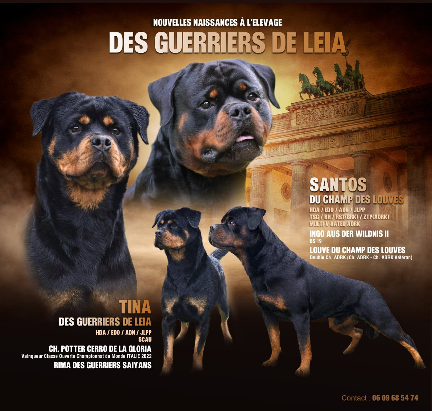 Chiot Rottweiler Des Guerriers De Leia