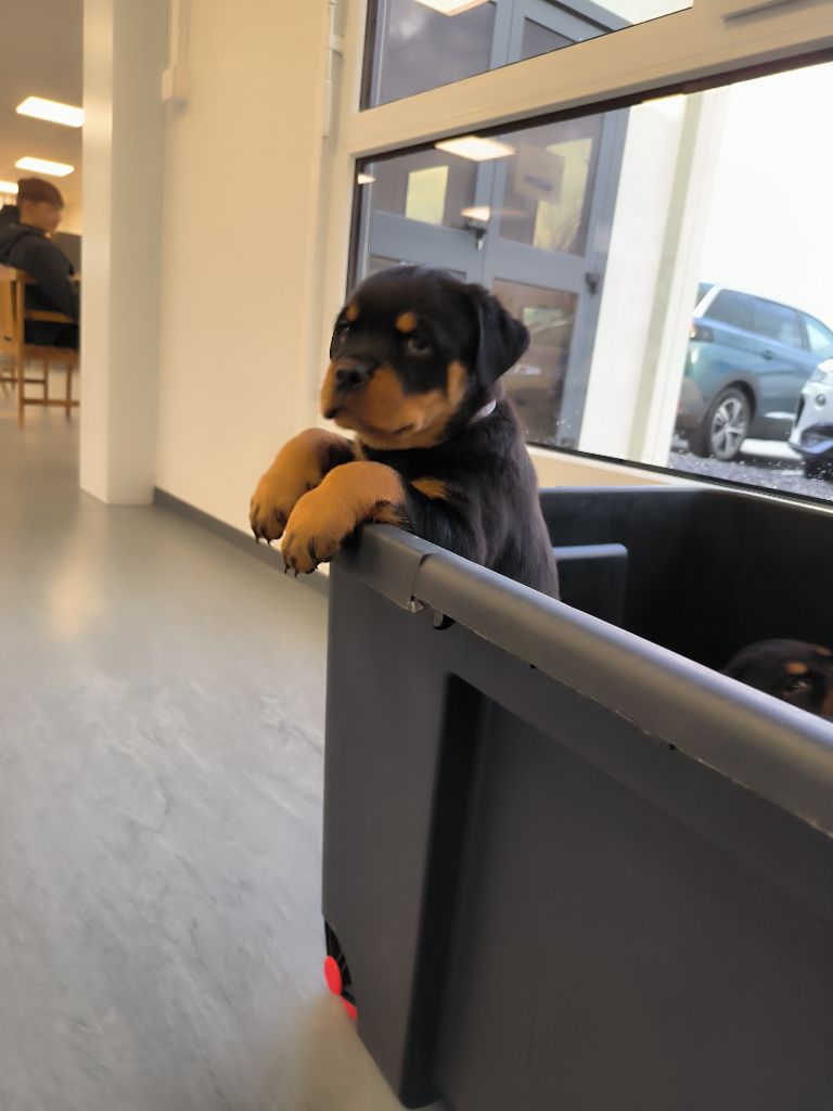 Des Guerriers De Leia - Chiots disponibles - Rottweiler