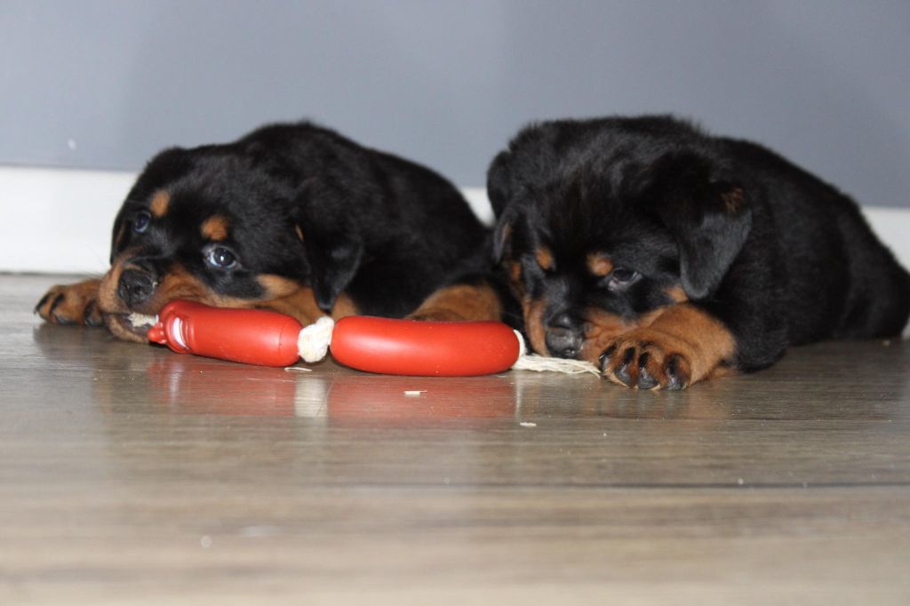 Des Guerriers De Leia - Chiots disponibles - Rottweiler